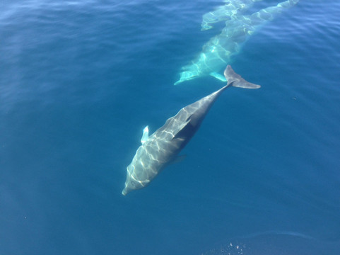 Rent Boat Ibiza-圣安东尼德波特曼尼必去景点