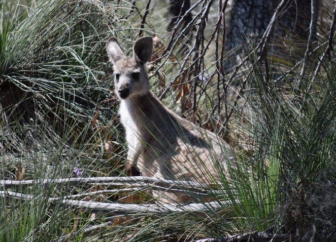 Mt Brown-阔恩必去景点