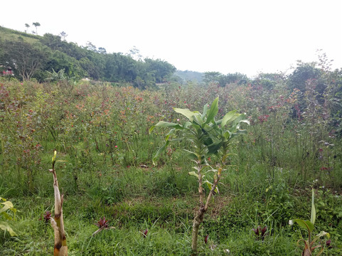 Sidomulyo Rose Garden-巴图必去景点