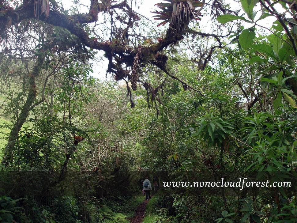 Nono Cloud Forest Day Tours-Nono必去景点