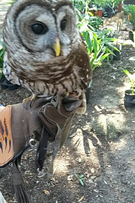 Port Royal Farmers Market-Port Royal必去景点