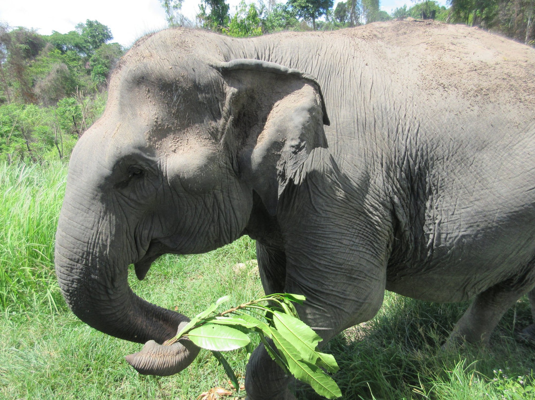 Cambodia Wildlife Sanctuary景点图片