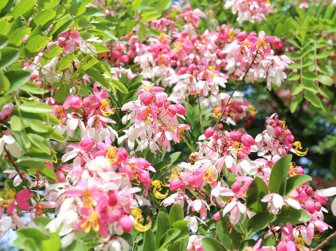 Bronze Lake-磅同必去景点