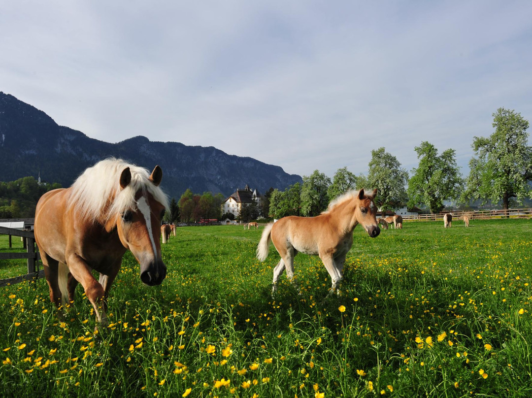 Haflingergestüt Fohlenhof