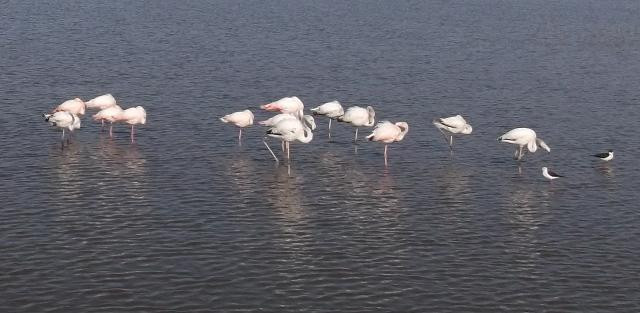 Riserva Naturale Saline di Priolo-Priolo Gargallo必去景点