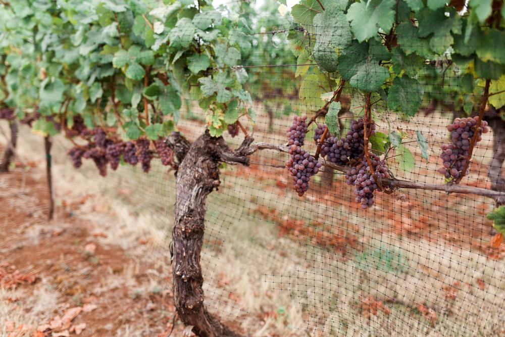 Marks Ridge Winery-Sweet Home必去景点