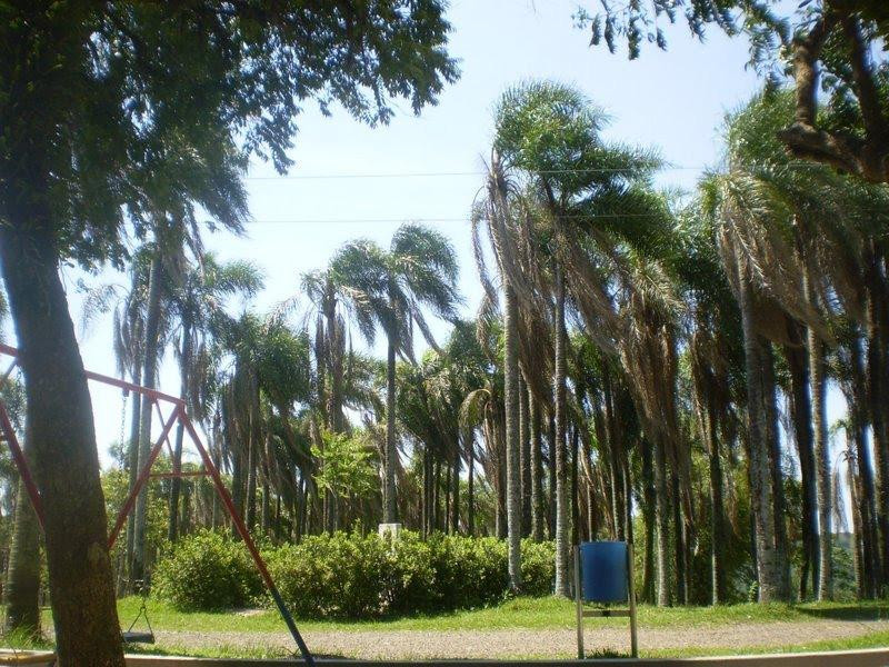 Parque das Palmeiras景点图片