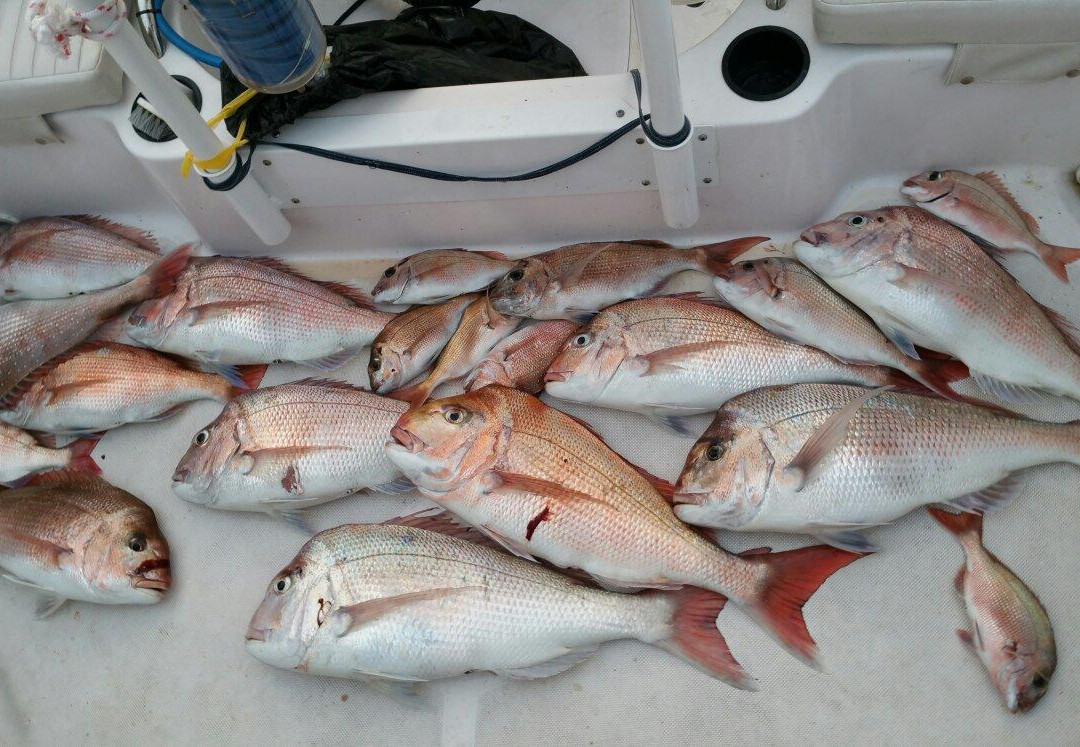 Hit n Run Fishing Charters-阿波罗湾必去景点