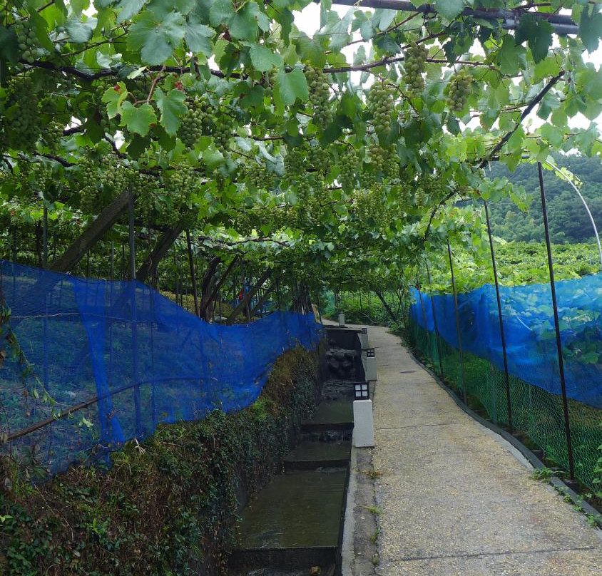 Katashimo Winery-柏原市必去景点