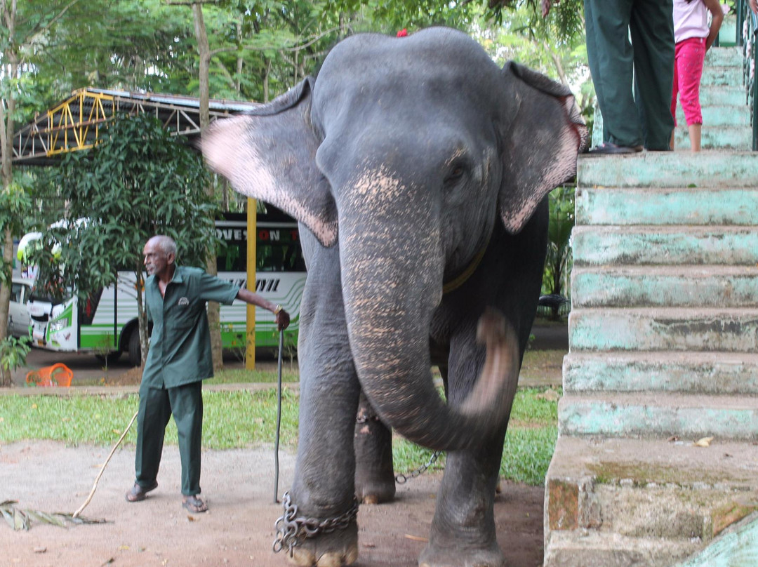 Konni Elephant Training Centre景点图片