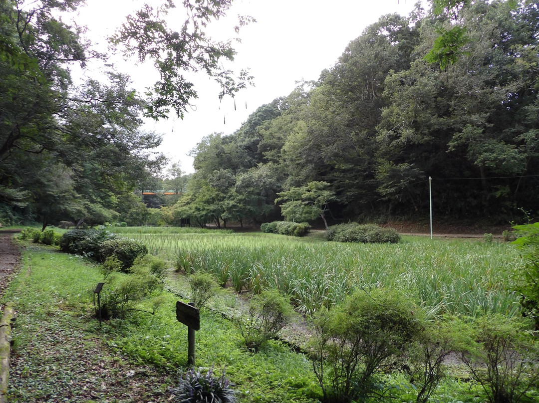 Izumi Nature Park Natural Boadwalk-千叶市必去景点