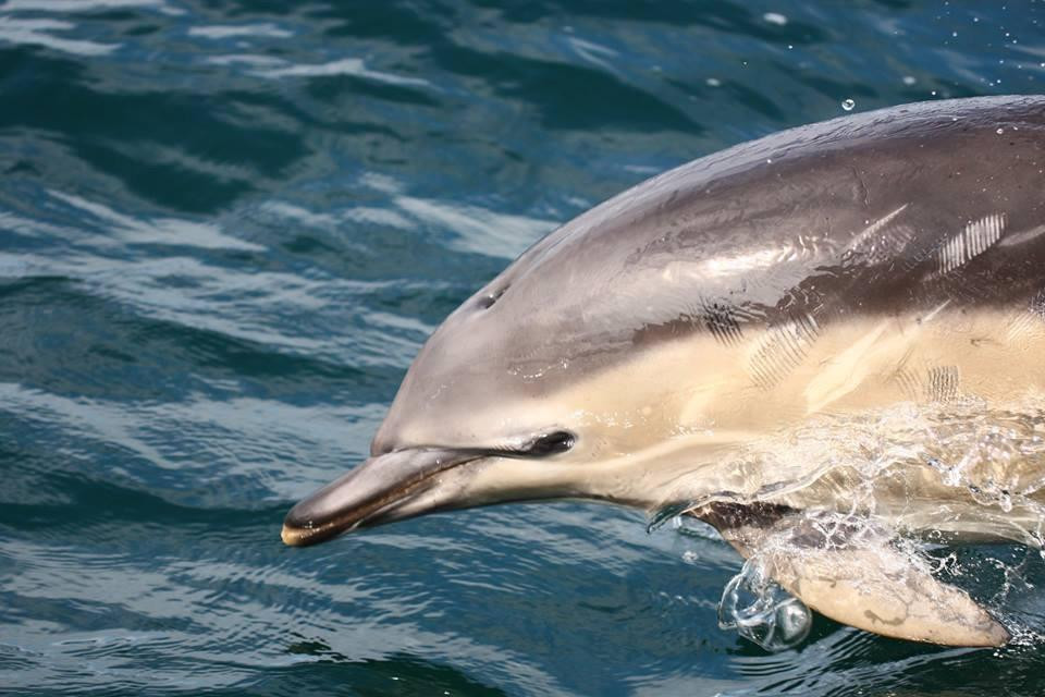 Gairloch Marine Life Centre & Cruises景点图片
