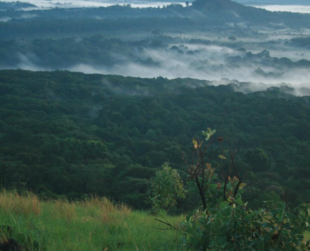 KEEP Bandas at Kakamega Forest主图