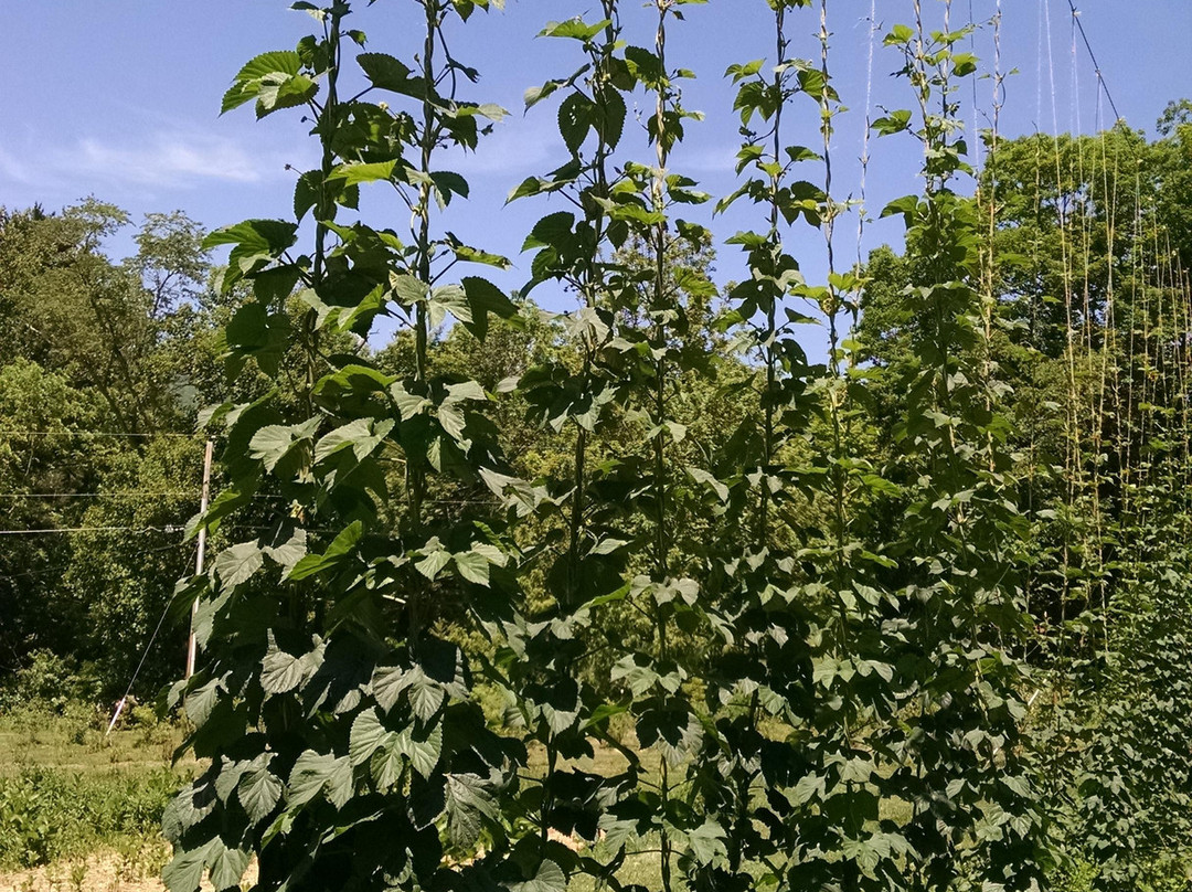 Hop'n Blueberry Farm-Black Mountain必去景点