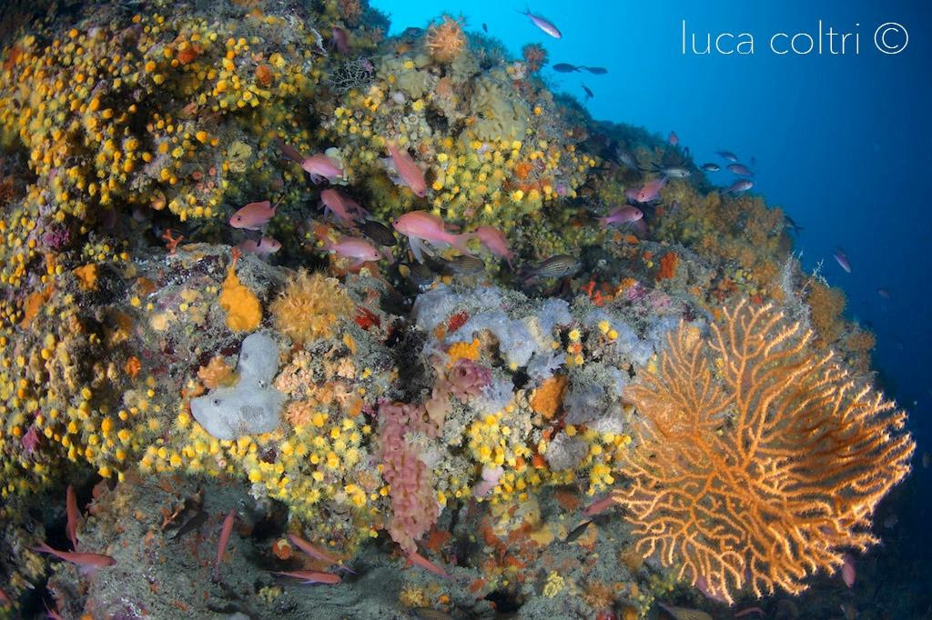 Pianeta Blu Diving Center-文蒂米利亚必去景点