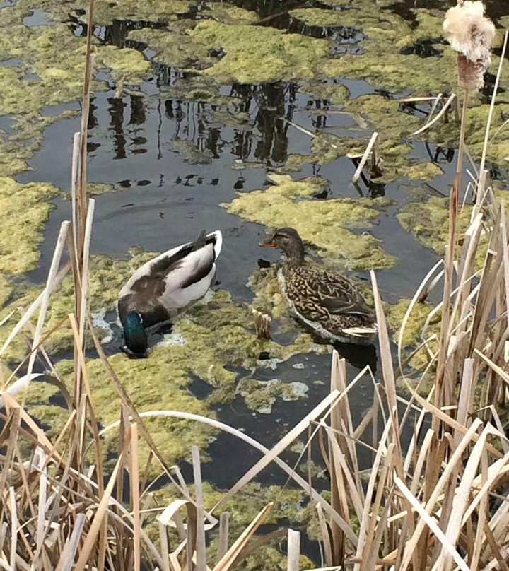 Great Salt Lake Shorelands Preserve-莱顿必去景点