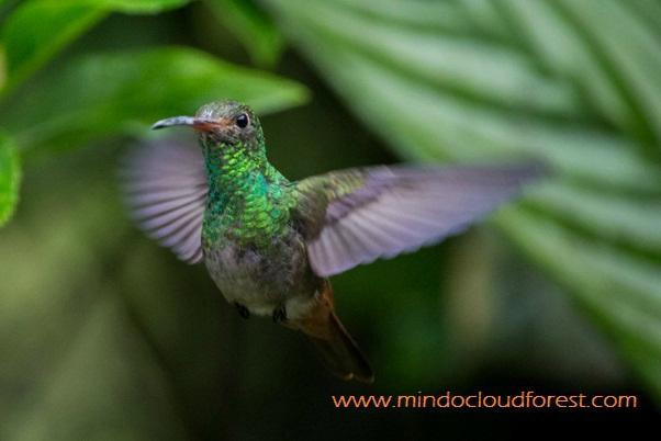 Mindo Cloud Forest Day Tours景点图片