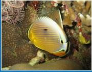 Barracuda Diving India-巴格海滩必去景点