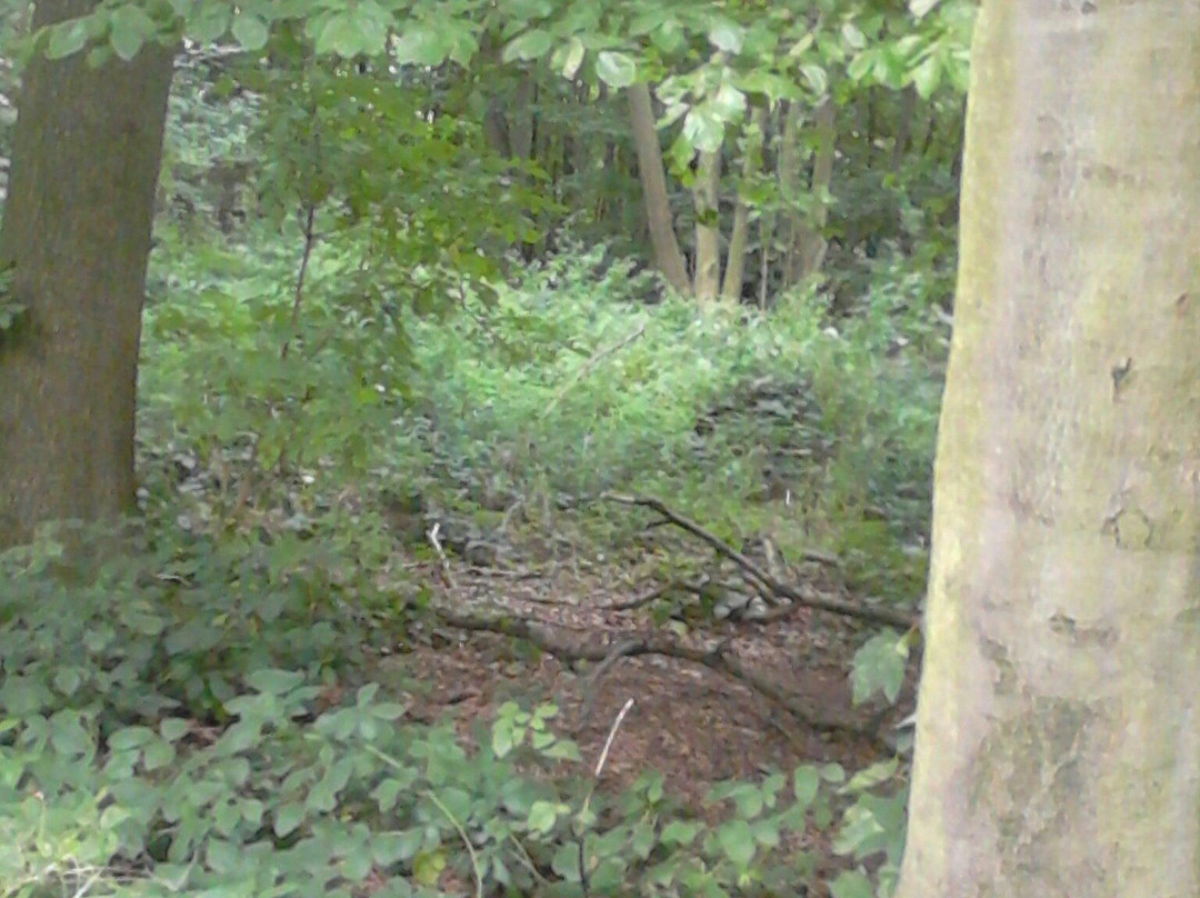 Thames Chase Forest Centre景点图片