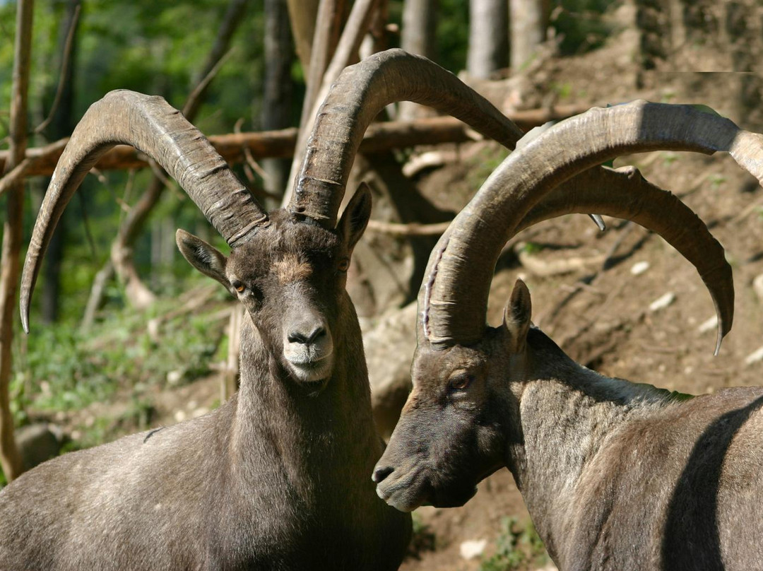 Gasthof Kleefeld主图