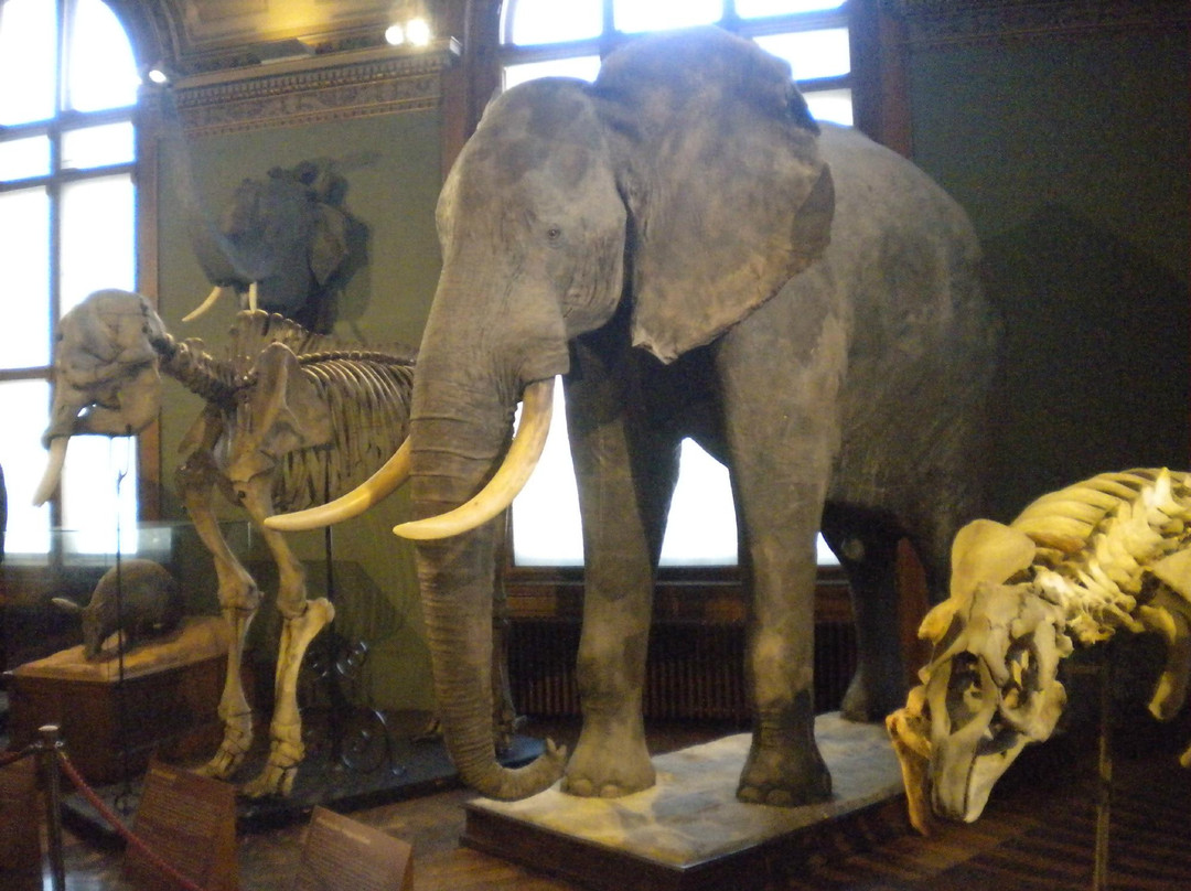 自然史博物馆-维也纳必去景点