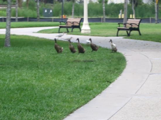Lake Mirror-莱克兰必去景点