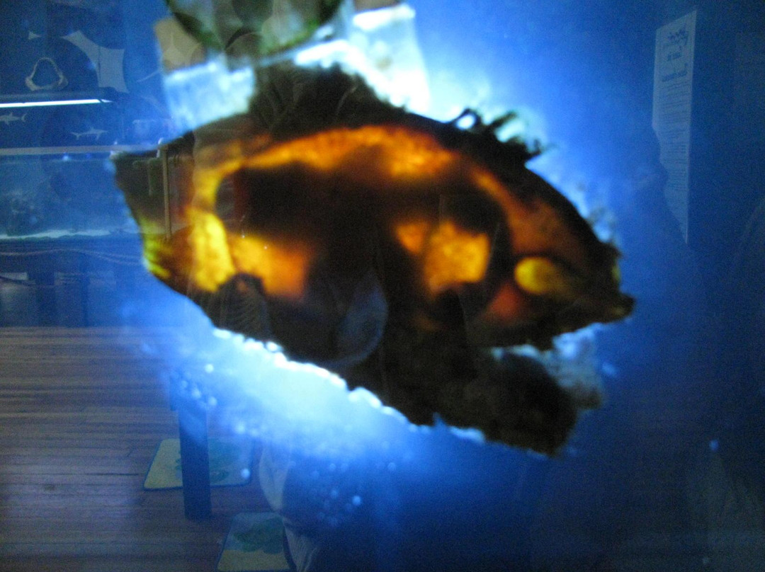 Team ECCO Aquarium & Shark Lab景点图片