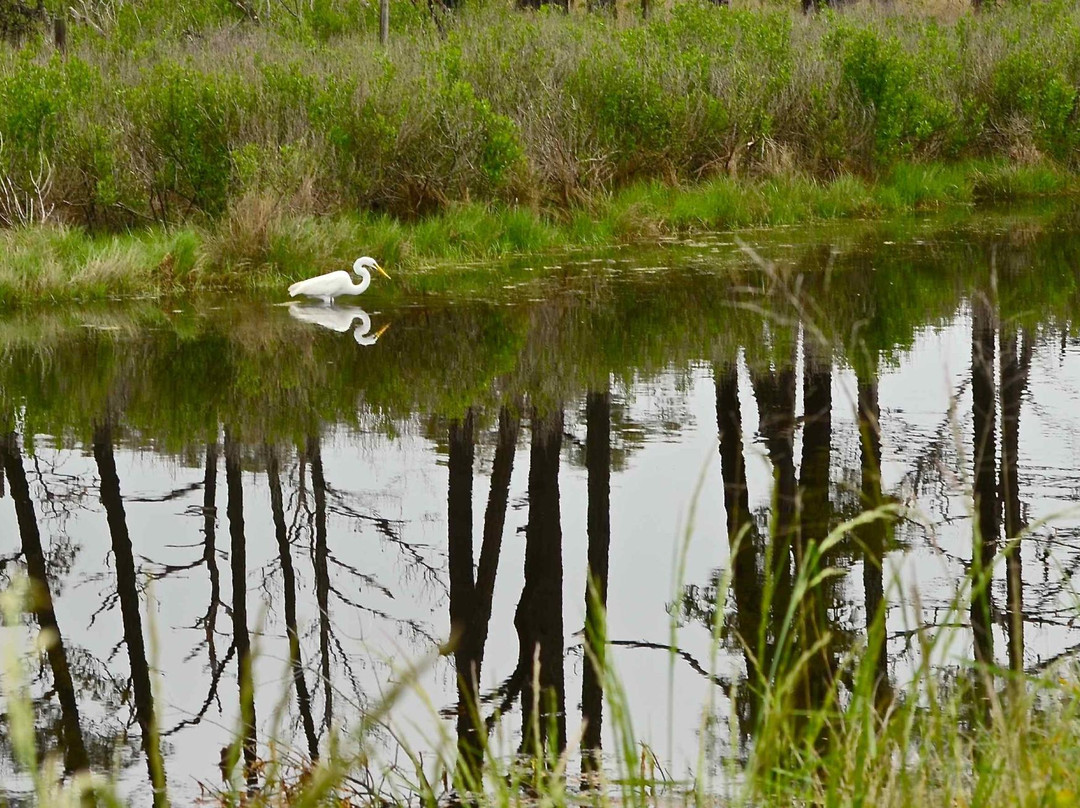 Chincoteague National Wildlife Refuge景点图片