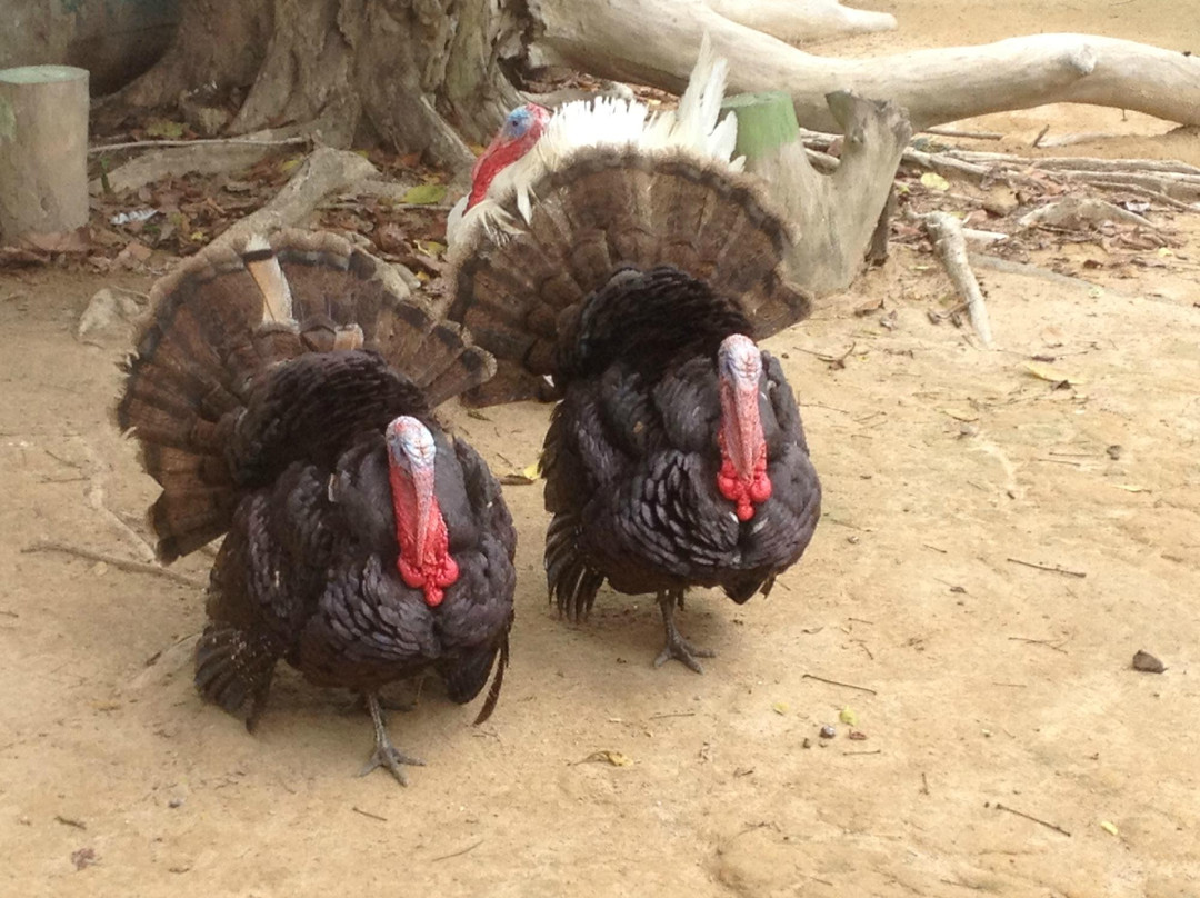 PD Ostrich Show Farm-波德申必去景点