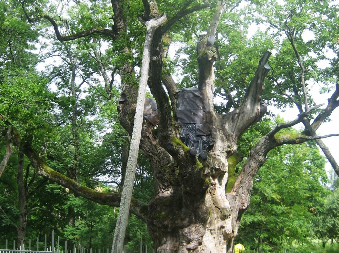 Stelmuze Oak Tree景点图片