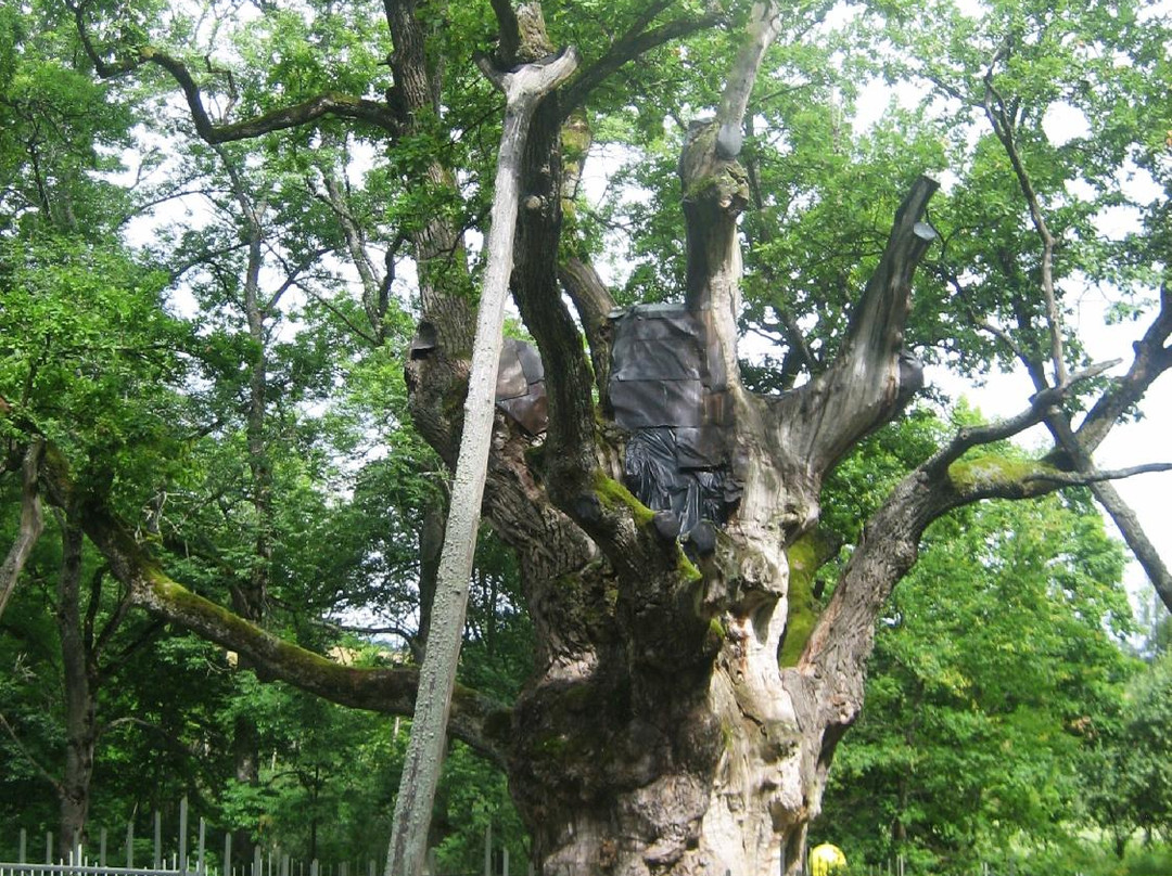 Rokiskis旅游景点-Stelmuze Oak Tree