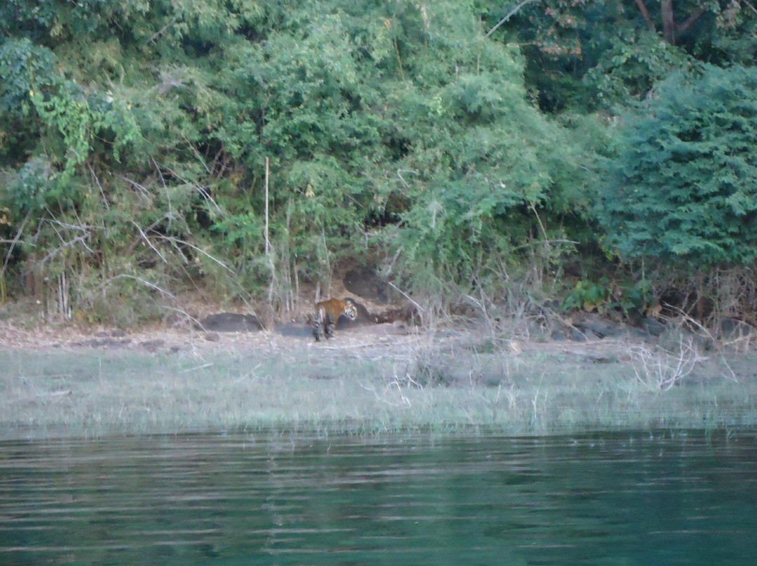 River Tern Lodge, Bhadra