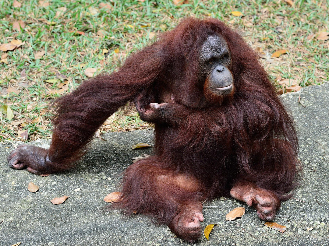 国家动物园-安邦必去景点