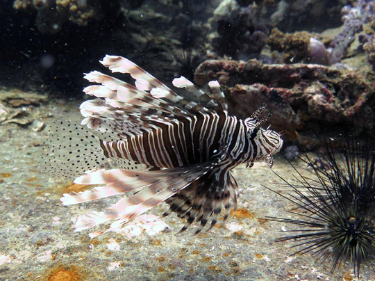 Oceanic Divecenter-卡塔海滩必去景点