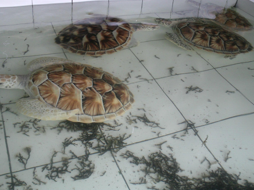 Deluang Sari Turtle Conservation Center-南湾必去景点