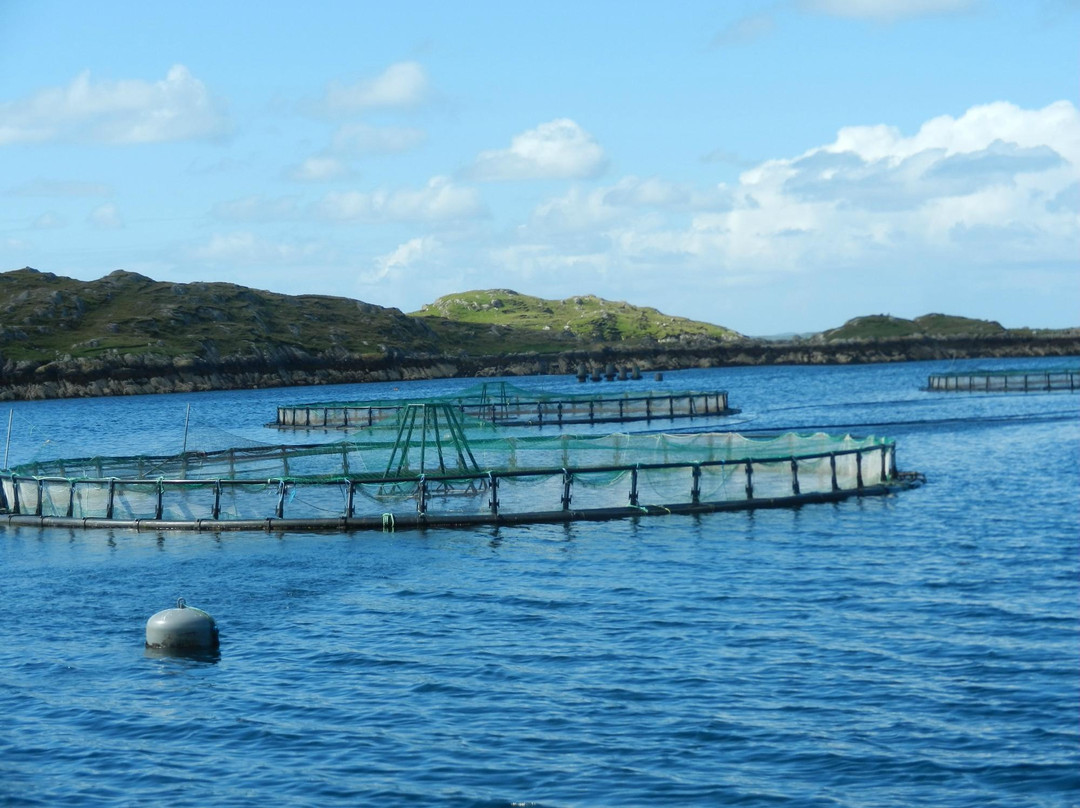 Killary Fjord Boat Tours景点图片