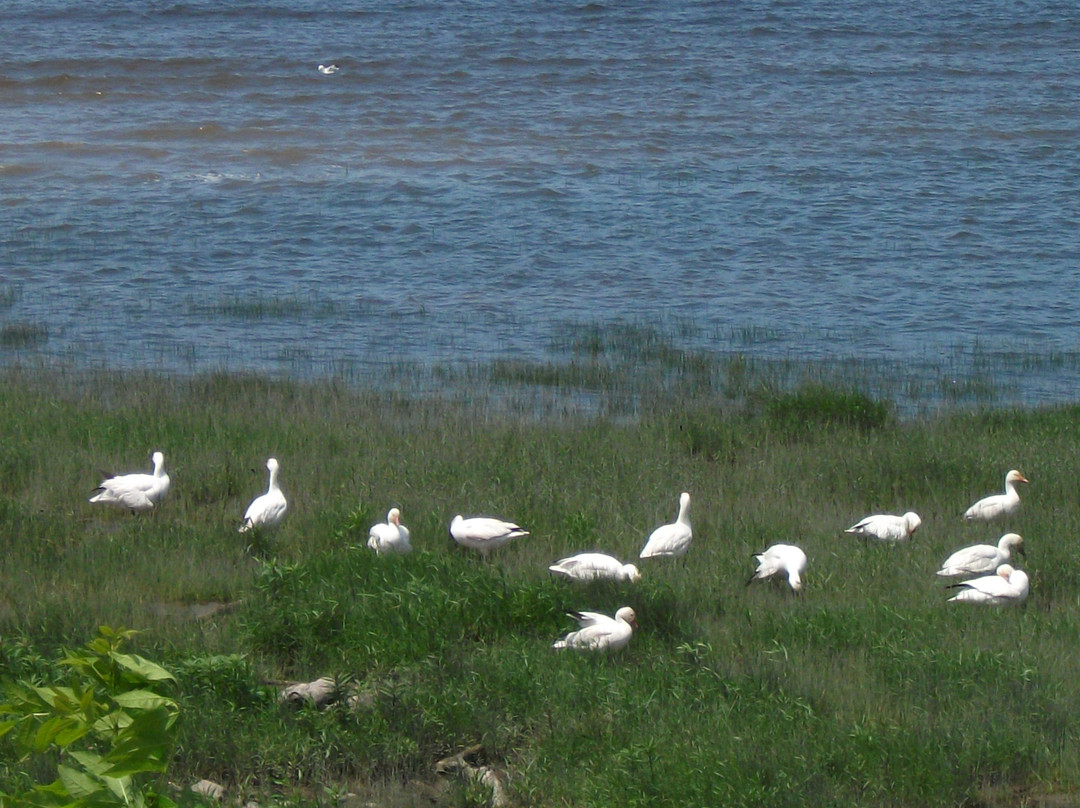 Le quartier St-Romuald-李维斯必去景点