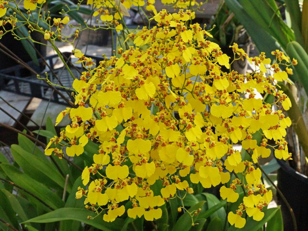 Santa Barbara Orchid Estate-圣巴巴拉必去景点