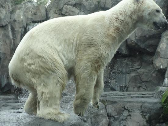 阿拉斯加动物园-安克雷奇必去景点