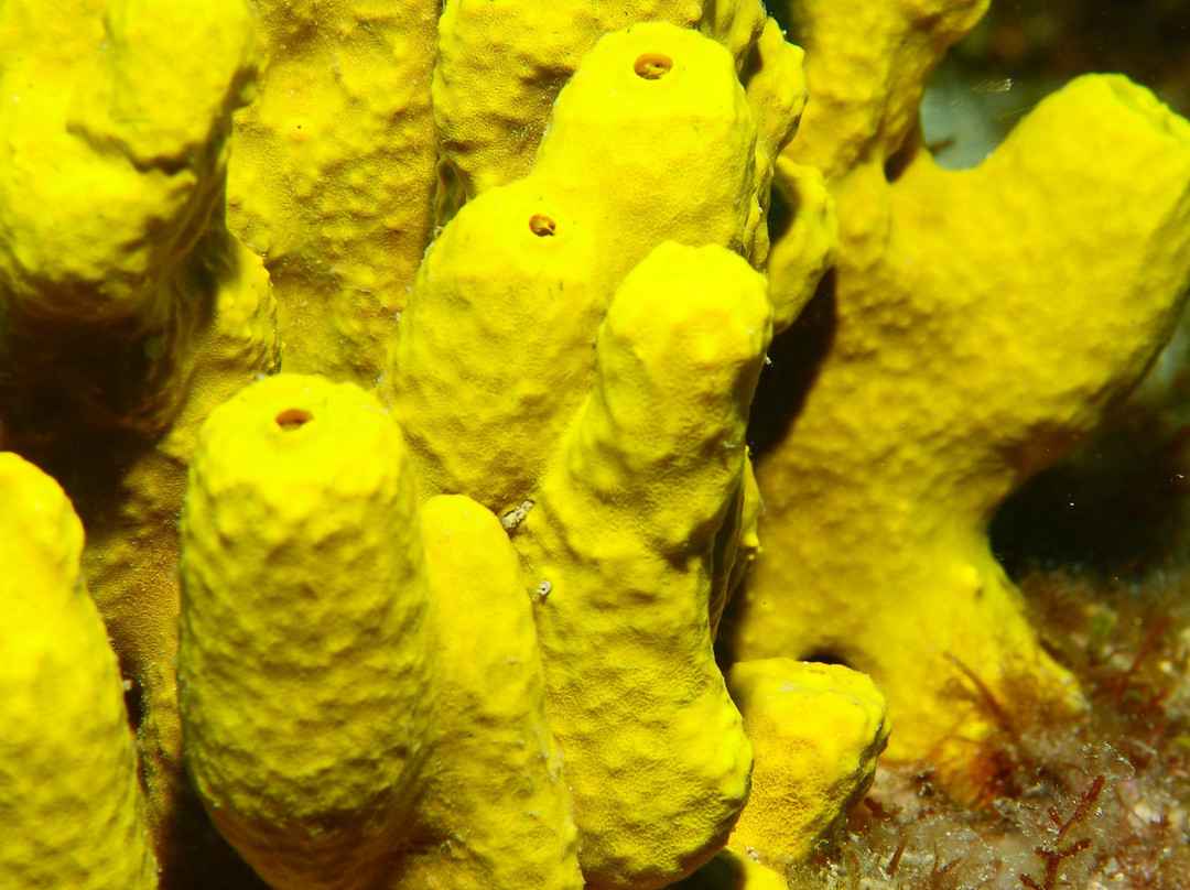 Diving nord Adriatico Jesolo-耶索洛必去景点