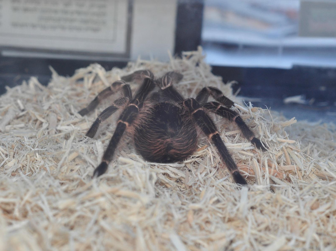 Katzrin Reptile Center-Katzrin必去景点