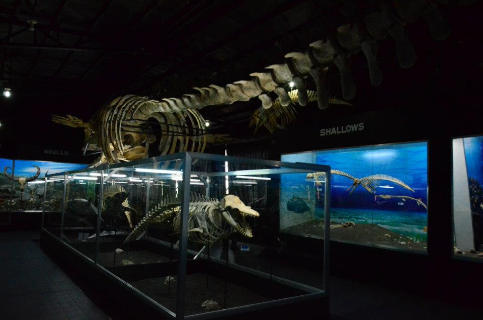 D' Bone Collector Museum-达沃必去景点