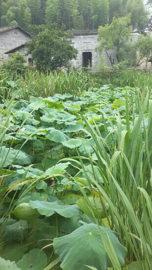 南平和平古镇-邵武市必去景点