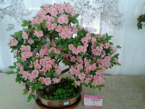 浦东高桥滨江森林公园-上海市必去景点