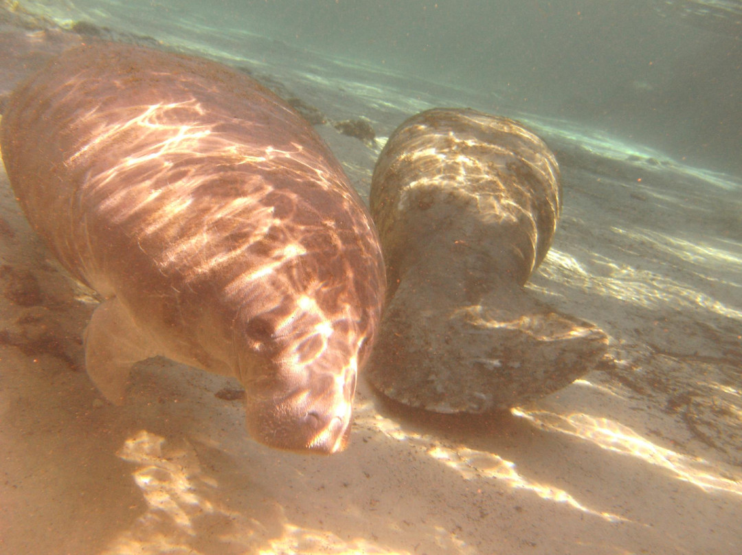 Narcosis Scuba Center-塔彭斯普林斯必去景点
