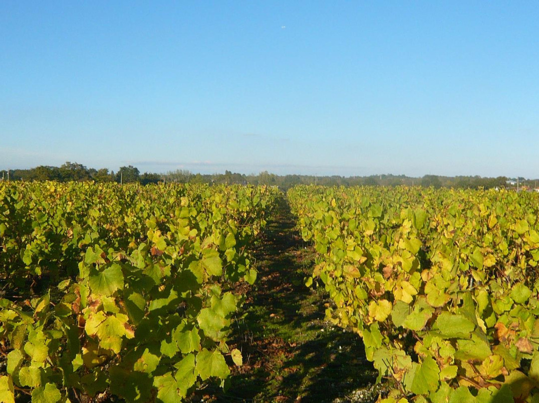 Domaine du Moulin景点图片