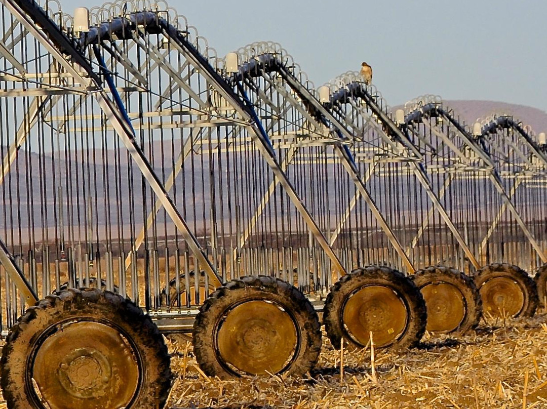 Willcox Playa Wildlife Area-Willcox必去景点