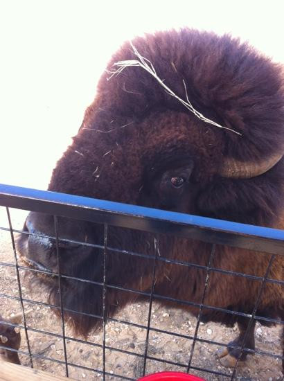 Exotic Resort Zoo, Inc.-Johnson City必去景点