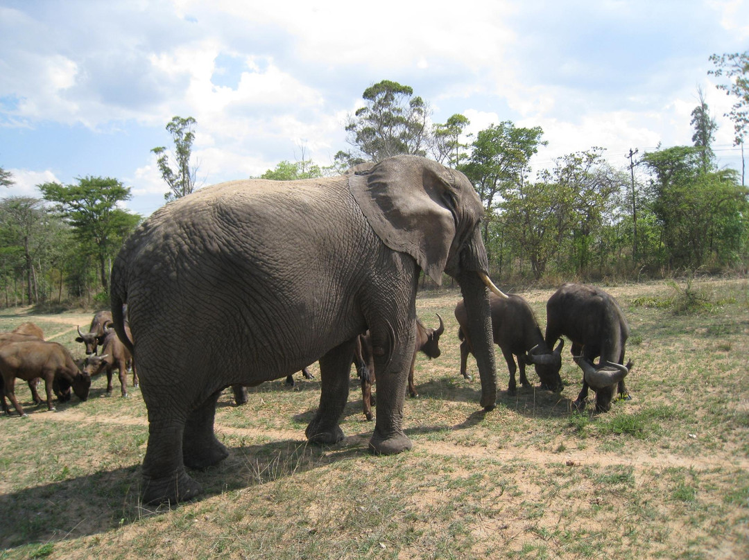 Imire: Rhino & Wildlife Conservation景点图片