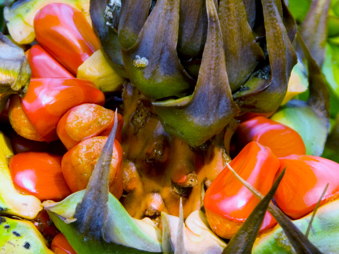 Indigenous Tours WA-珀斯必去景点